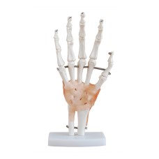 Apex Hand Joint Model Life Size with Muscles 